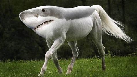 animals you never knew existed.